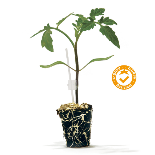 Violet moyen carré immobilier logo(1)