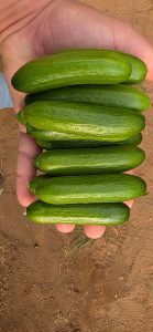 WhatsApp Image 2026-02-26 at 13.14.14 (1)